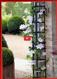 an image of flowers growing on the side of a building in front of a red frame