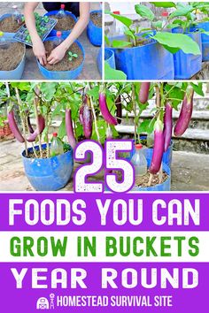 the 25 foods you can grow in buckets year round