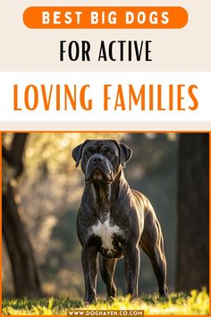 a dog standing in the grass with text overlay that reads best big dogs for active loving families