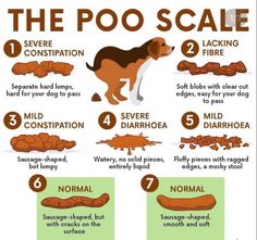 a poster with instructions on how to use the poo scale for dogs and cats