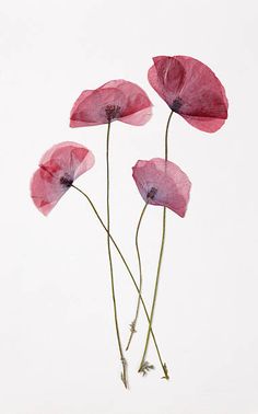 three pink flowers with stems sticking out of the center, in front of a white background