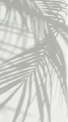 the shadow of a palm leaf on a white wall