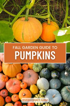 pumpkins growing in the garden with text overlay that reads fall garden guide to pumpkins