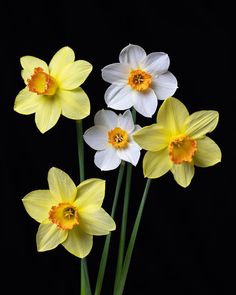 three white and yellow flowers in a vase