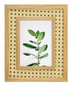 an image of a green plant in a wooden frame on a white background with polka dots