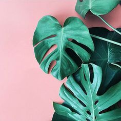 a pink background with green leaves on the left side and an instagram button in the middle