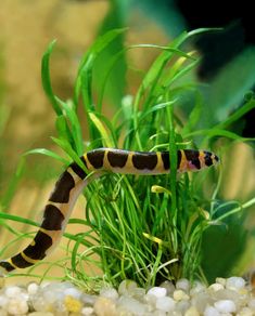 a close up of a small snake in some grass