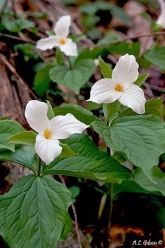 three white flowers with green leaves on the ground