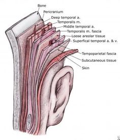 diagram of the ear and surrounding structures