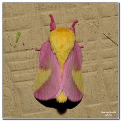 a pink and yellow moth sitting on the ground