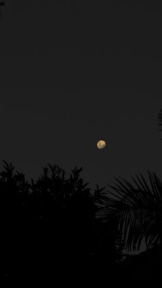 the moon shines brightly in the dark sky above some trees and palm leaves at night