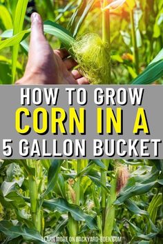 corn in a field with the title how to grow corn in a 5 gallon bucket