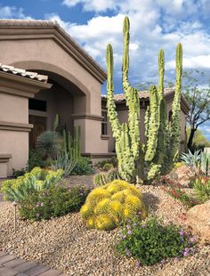 a cactus garden in front of a house