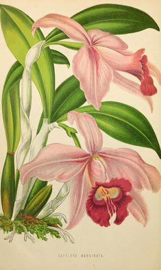 an illustration of pink flowers with green leaves