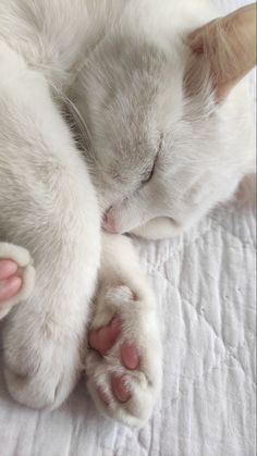 a close up of a cat sleeping on a bed