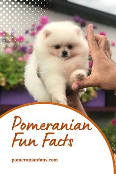 Pomeranian Breed: Overview and Fun Facts Fun Facts, Blog Post, Blog Posts