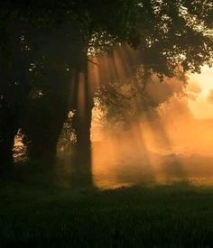 sunbeams shining through the trees on a foggy morning in an open field