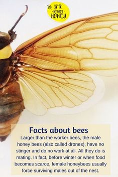 a close up of a bee on a white background with an information card below it