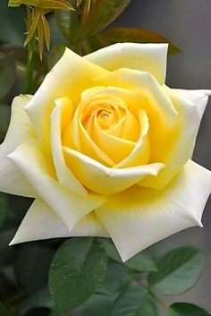 a yellow rose with green leaves in the background