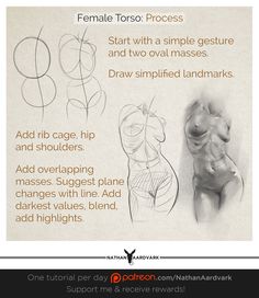 a poster with instructions on how to draw female torsos