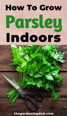 parsley and scissors on a wooden table with text overlay how to grow parsley indoors