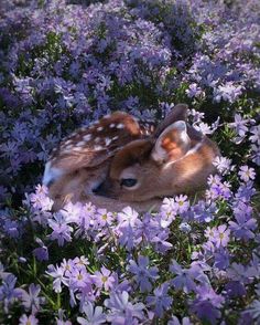 two baby deers laying in the middle of purple wildflowers with their heads touching each other