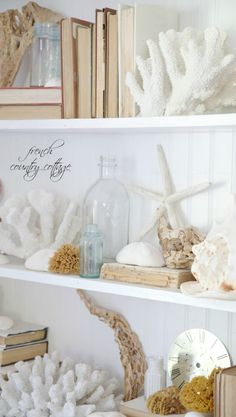 the shelves are filled with sea shells and seashells, books, and other decorative items