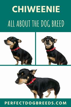 three different pictures of a dog with the words chiweenie all about the dog breed