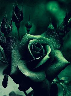 a black rose with water droplets on it