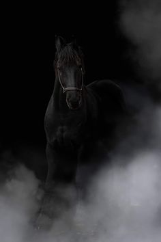 a black horse is standing in the fog