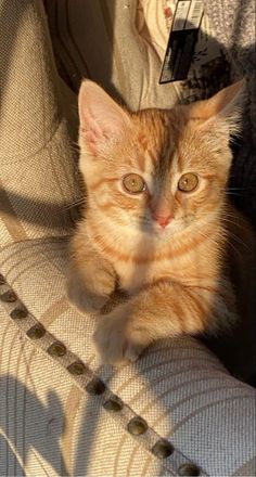 an orange and white cat sitting on top of a couch