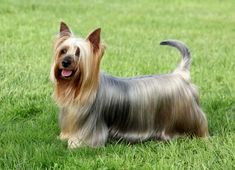 a small dog standing on top of a lush green field