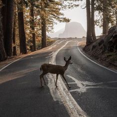 a deer crossing the road in front of some trees