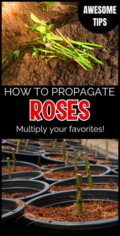 how to propagate roses in pots with text overlay