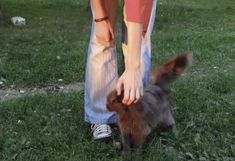 a person petting a cat on the grass