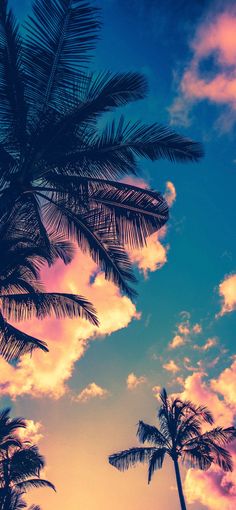 palm trees against a blue and pink sky