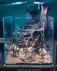 a fish tank filled with water and lots of branches in the bottom part of it