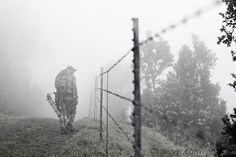 a man standing on top of a lush green field next to a barbed wire fence