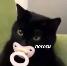 a black cat with a pacifier in its mouth