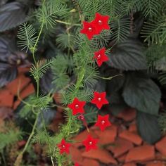 red flowers and green leaves in front of a brick wall with brown bricks on the ground