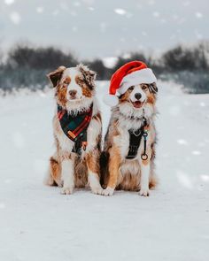 two dogs sitting in the snow wearing christmas hats