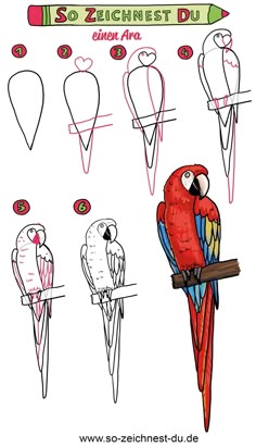 how to draw a macaw parrot in 3 easy steps step by step instructions for beginners