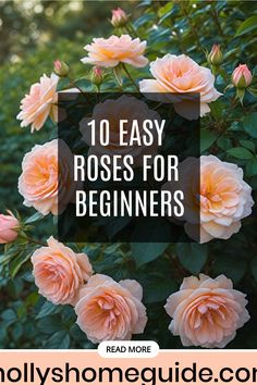 pink roses with text overlay that reads 10 easy roses for beginners read more