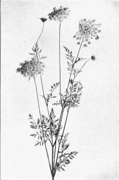 an old black and white photo of some flowers