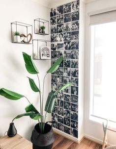 a plant in a black pot on a wooden table next to a wall with pictures