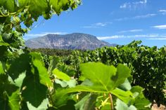 the mountains are in the distance as seen through some green leaves on a sunny day