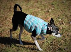 a black and white dog wearing a blue sweater on top of dry grass in the sun