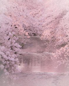 the trees are blooming and reflecting in the water