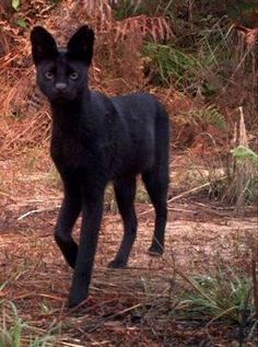 a small black dog standing in the woods