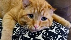 an orange cat laying on top of a black and white pillow